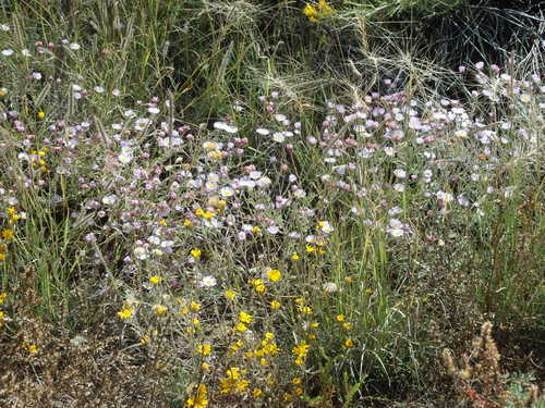 GDMBR: Roadside Flowers.